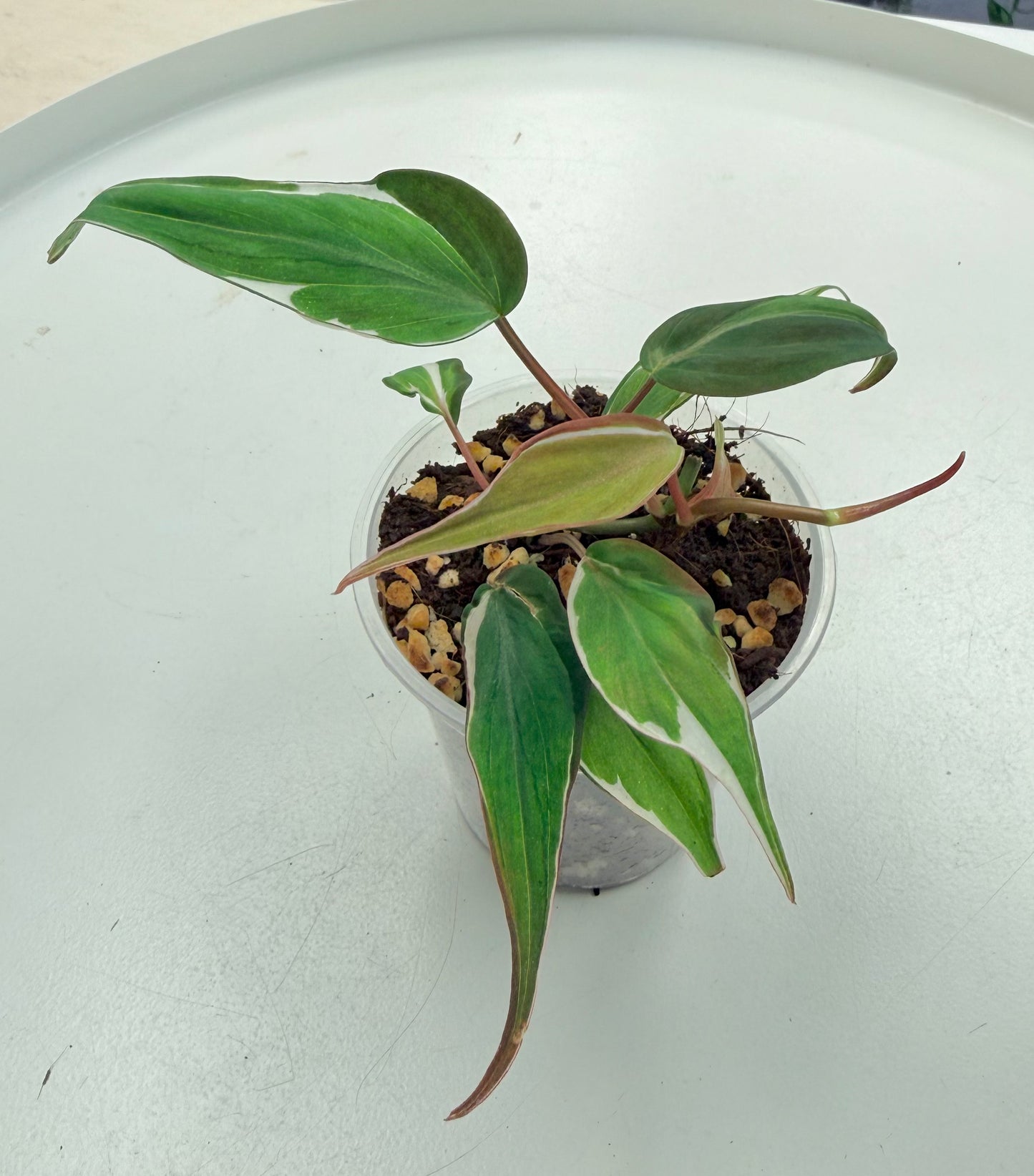 Philodendron Micans 'Velvet Halo'