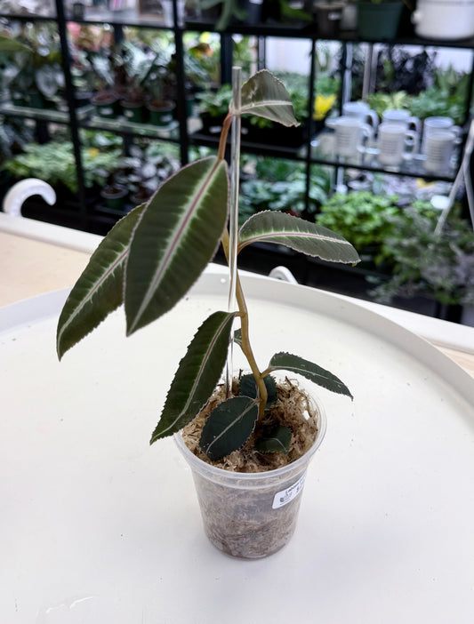 Labisia pumila ‘Stripe’