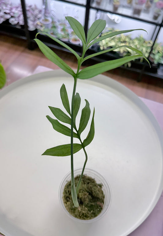 Monstera subpinnata