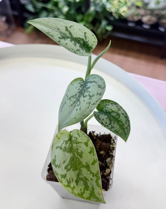 Scindapsus pictus  'Silver Lady'