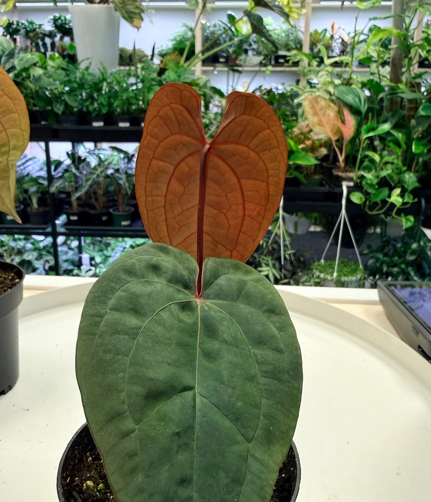 Anthurium papillilaminum x Ace of Spades 4”