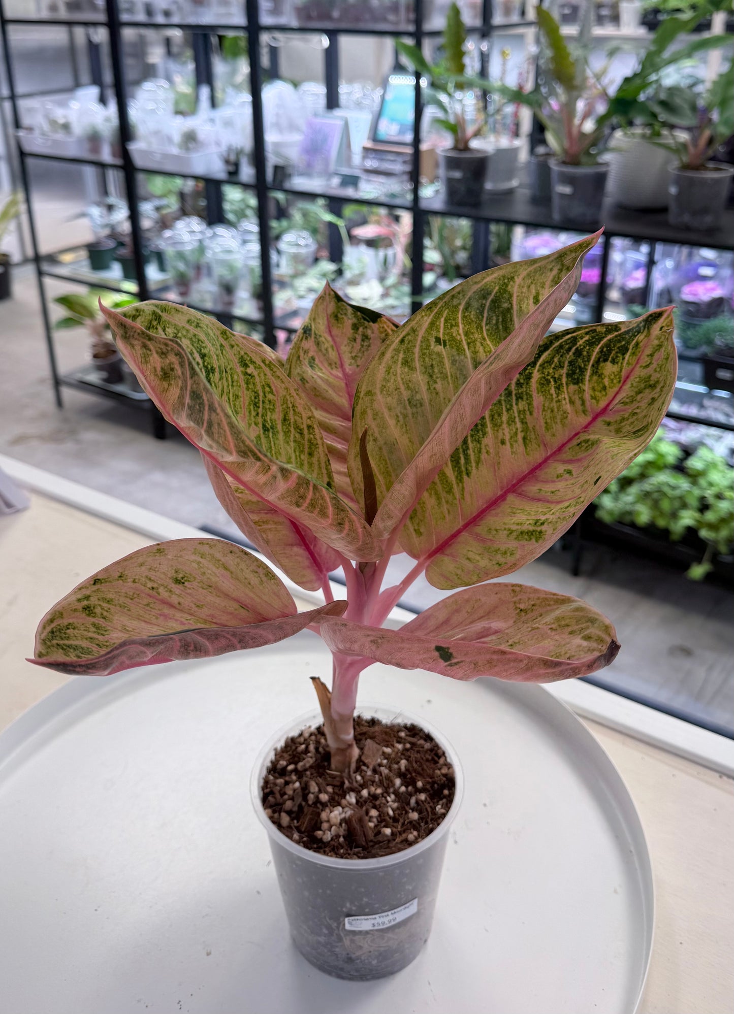 Aglaonema ‘Pink Moonlight’