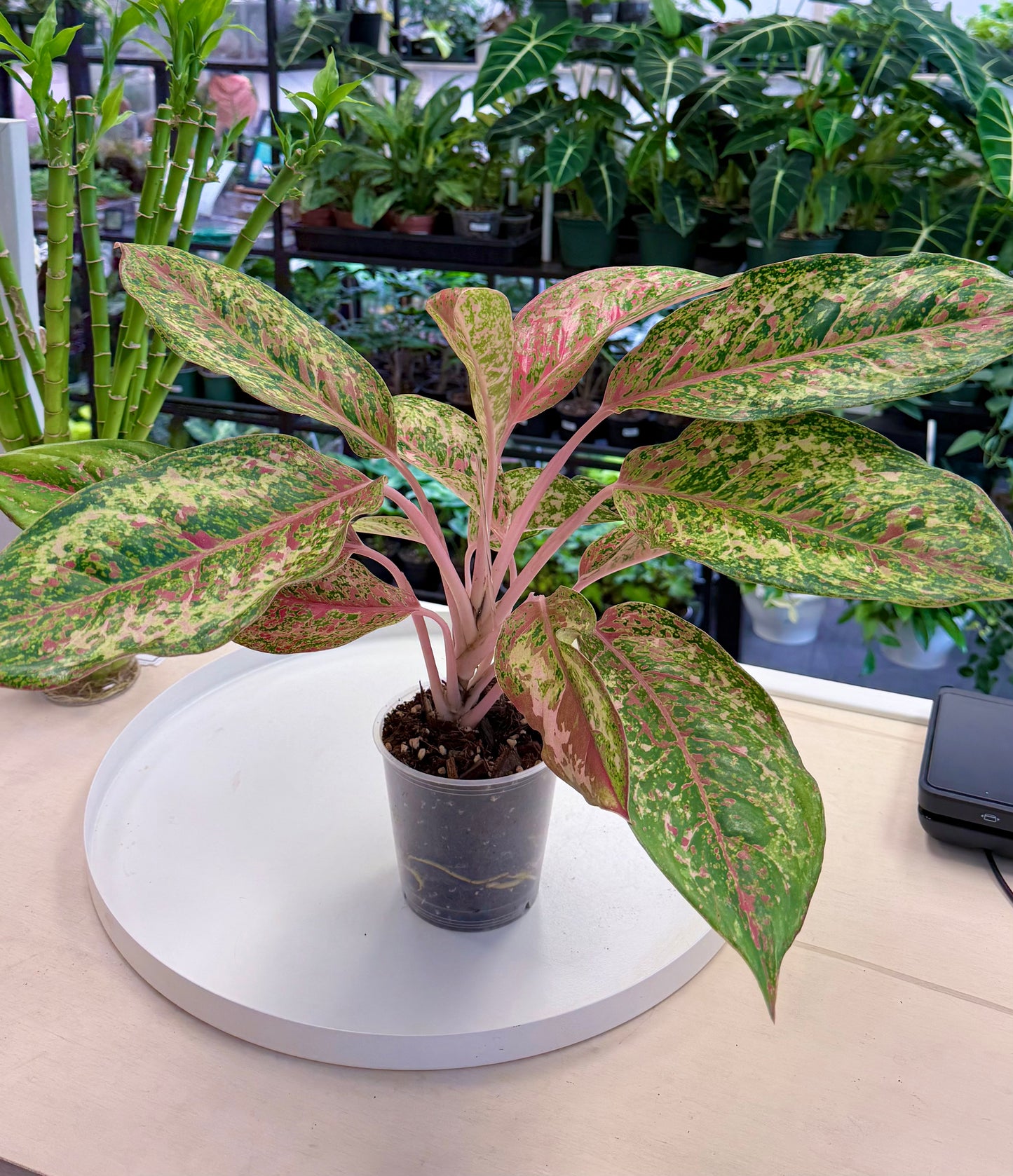 Aglaonema ‘20 Karat’