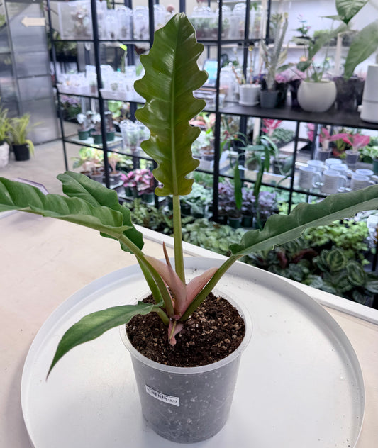 Philodendron 'Narrow Tiger Tooth' 6”