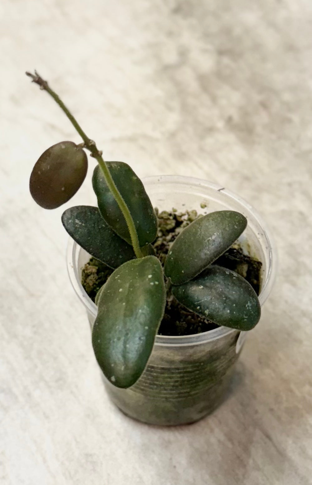Hoya sp. GPS 7240