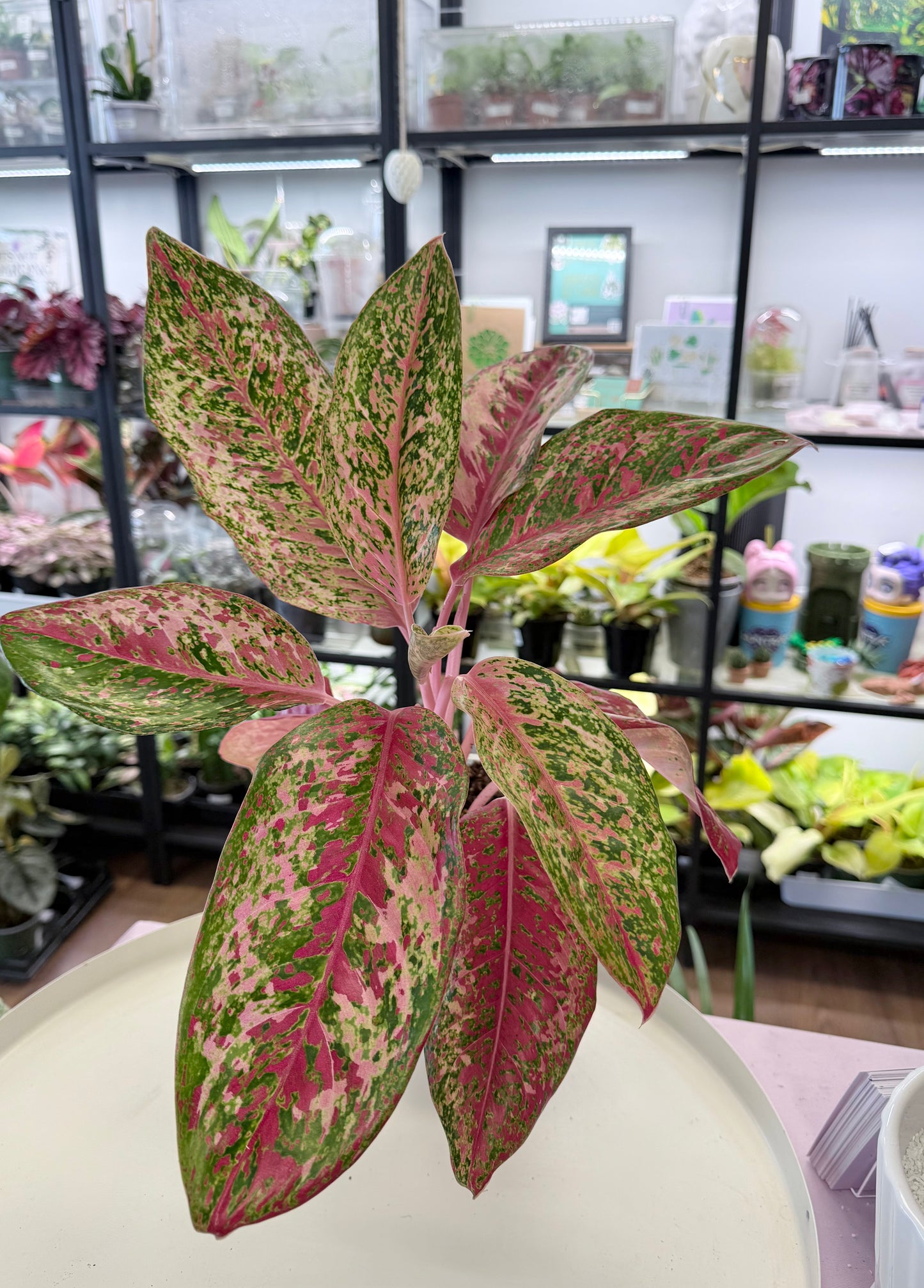 Aglaonema ‘20 Karat’