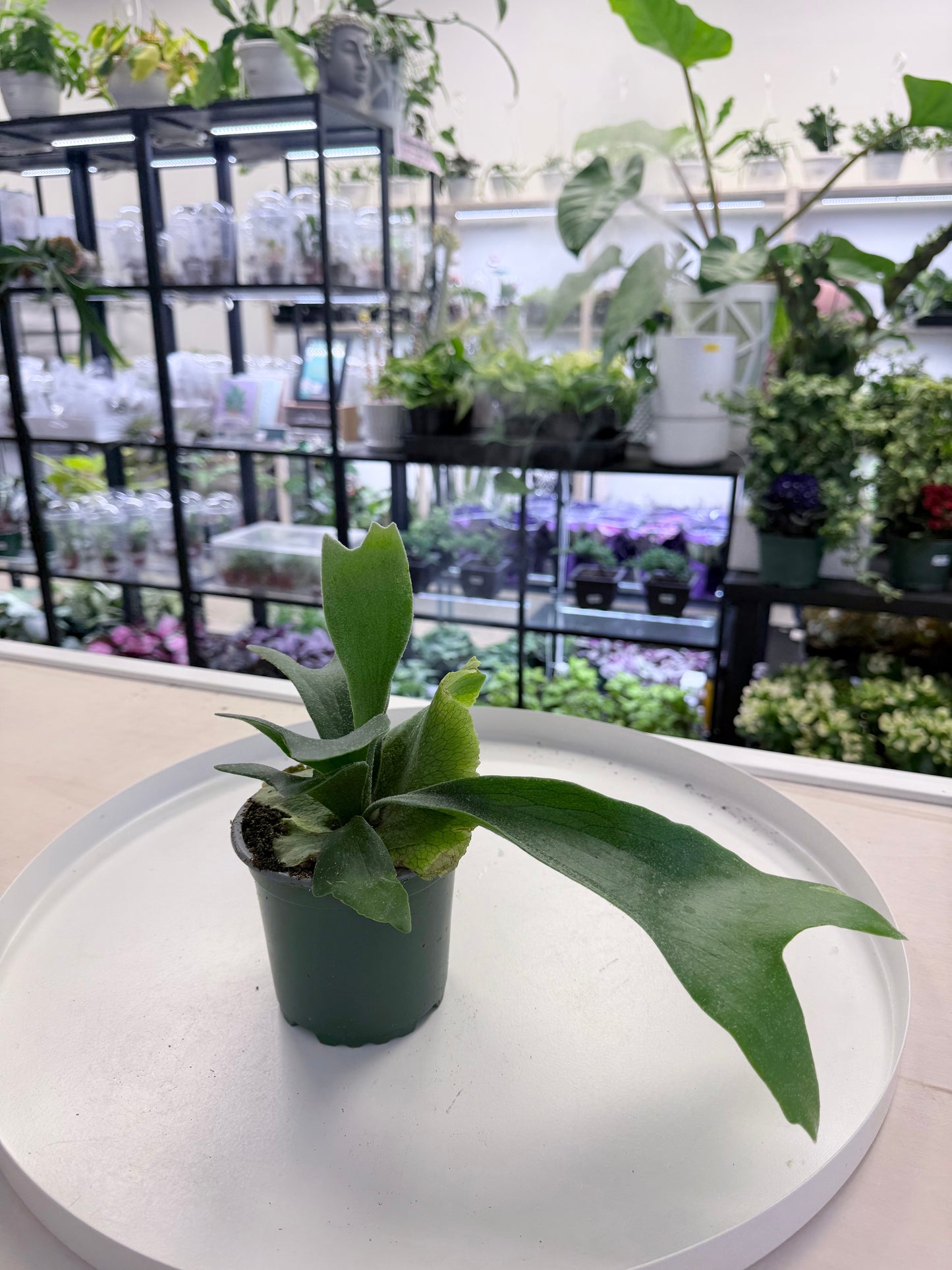 Platycerium bifurcatum | Staghorn Fern