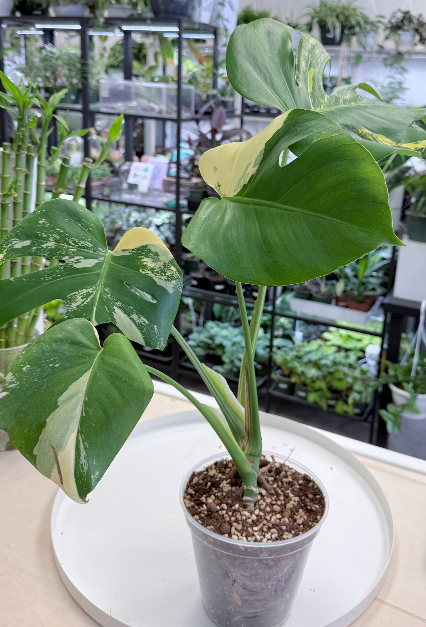 Monstera deliciosa Aurea 6”