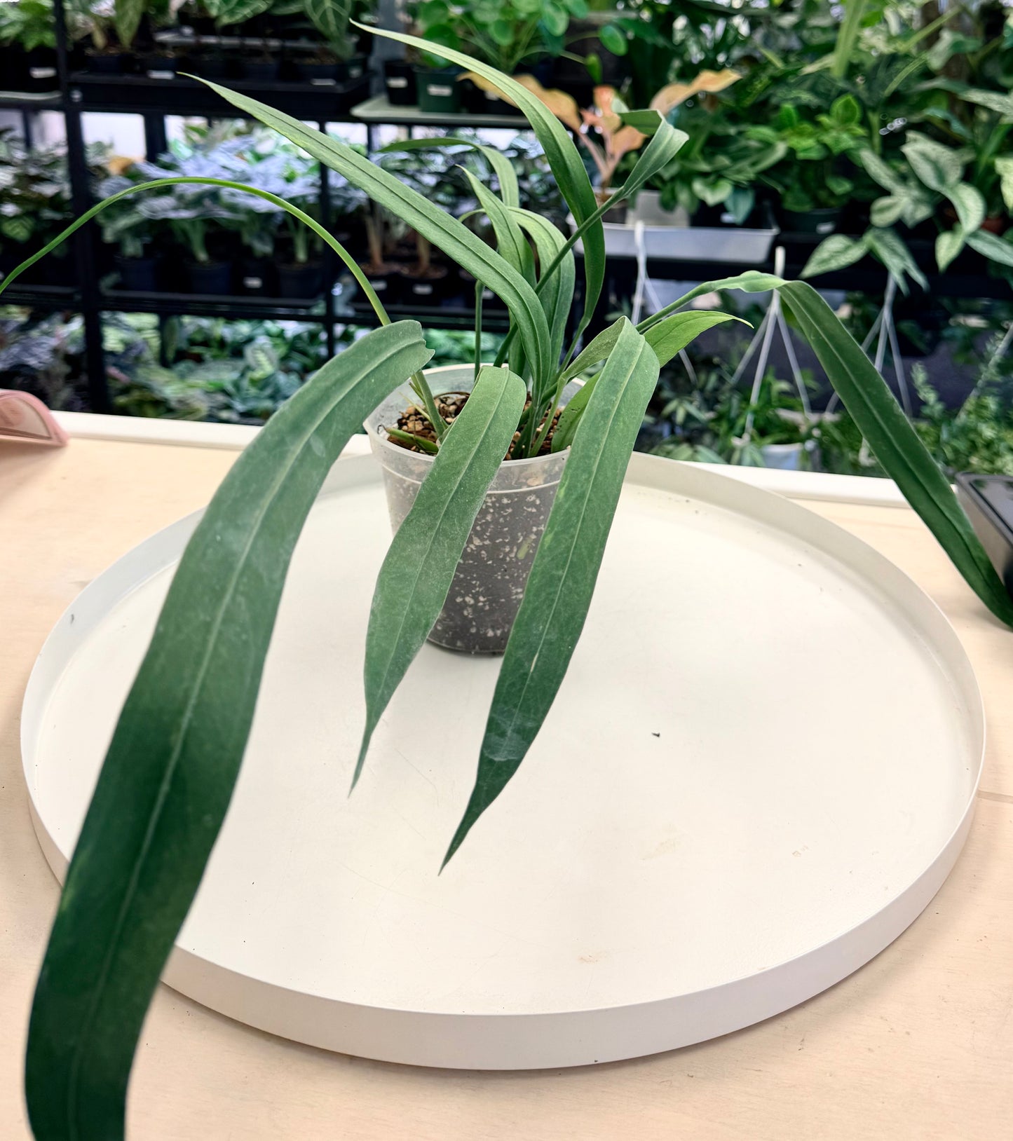 Anthurium vittarifolium