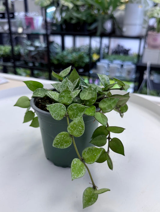 Hoya krohniana 4”