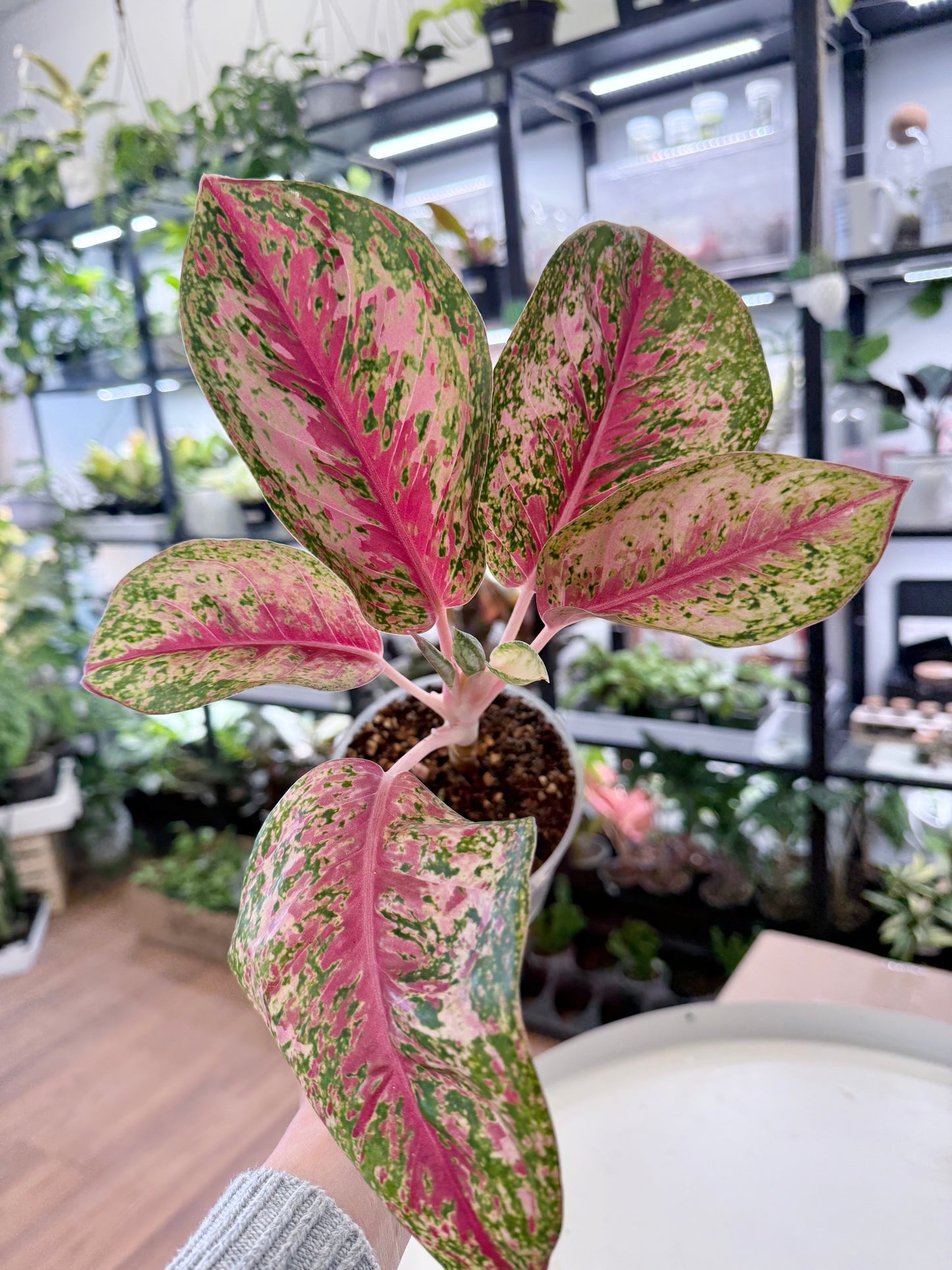 Aglaonema ‘10 Karat’