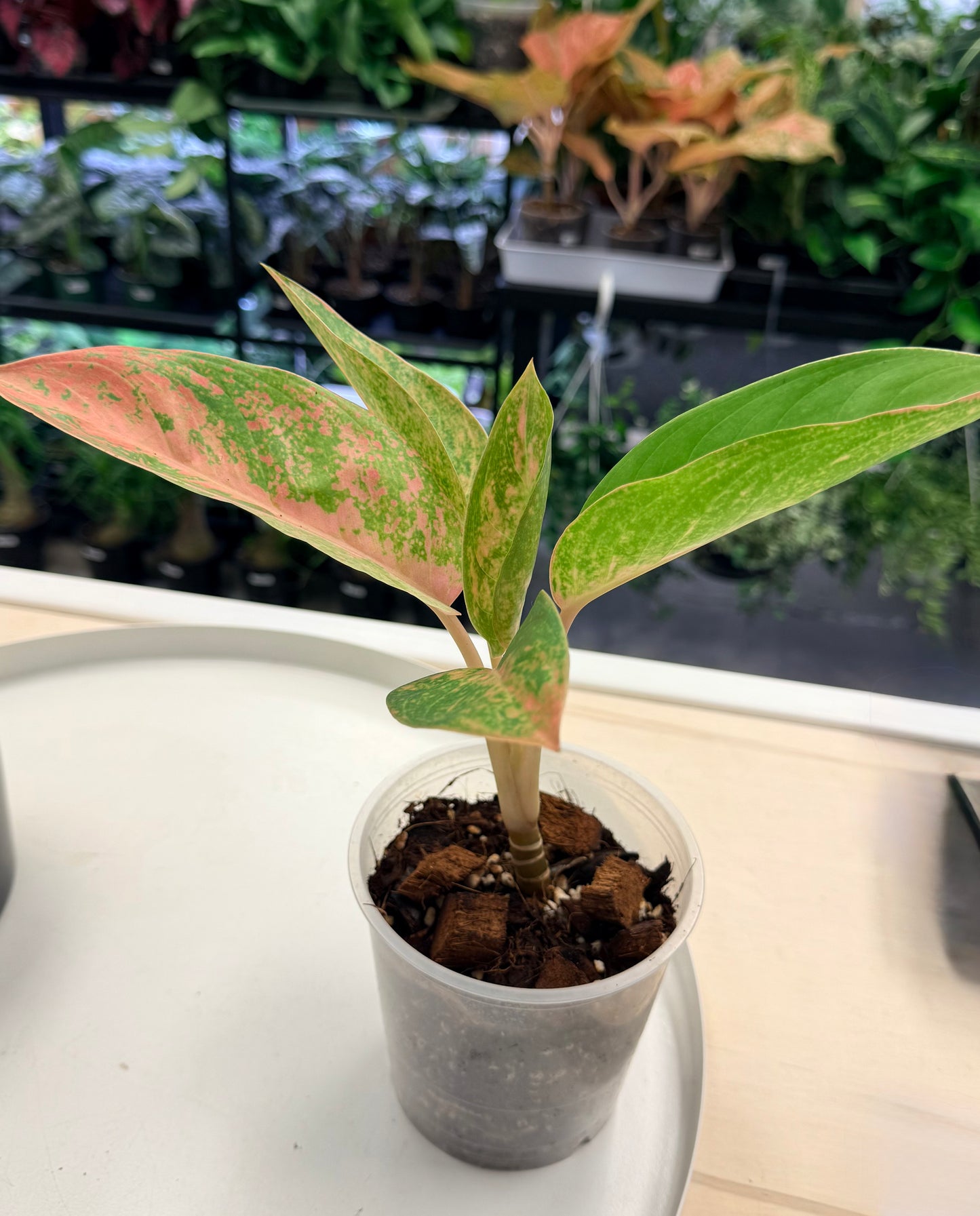 Aglaonema ‘Peach Banana’