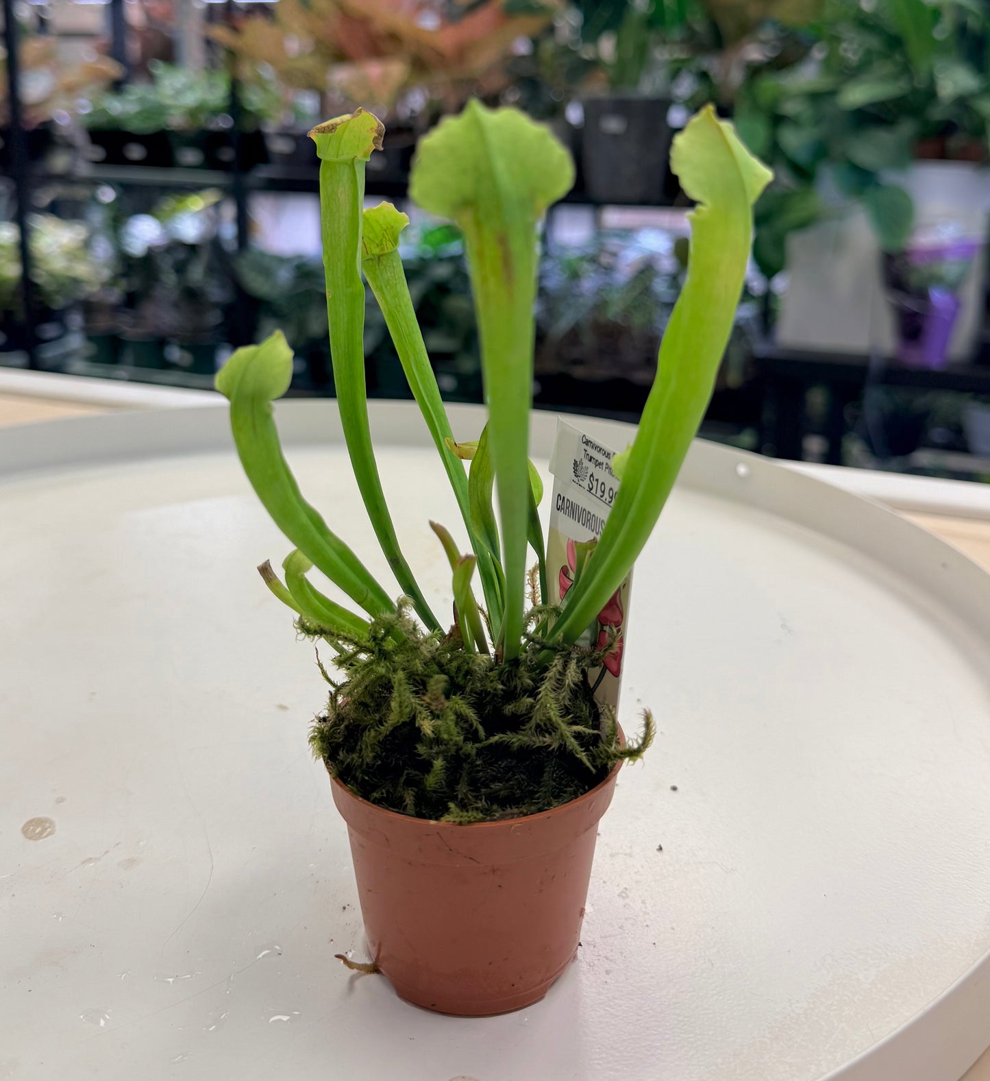 Carnivourous Plants 2”