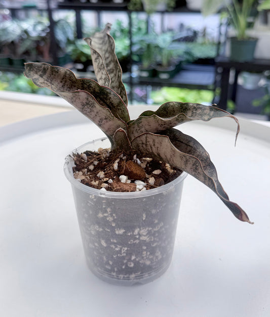 Sansevieria kirkii 'Coppertone'