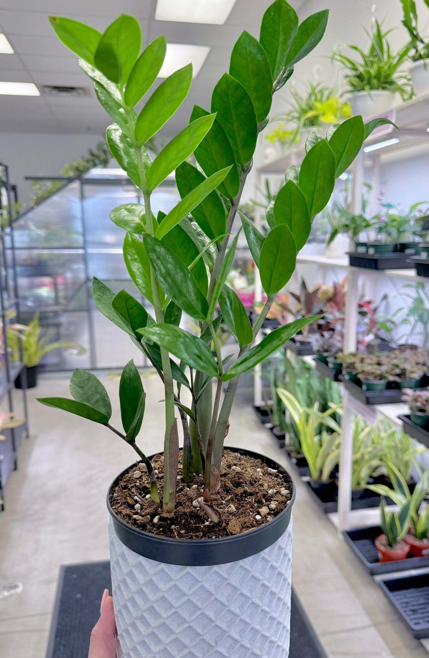 ZZ | Zamioculcas zamiifolia 6”