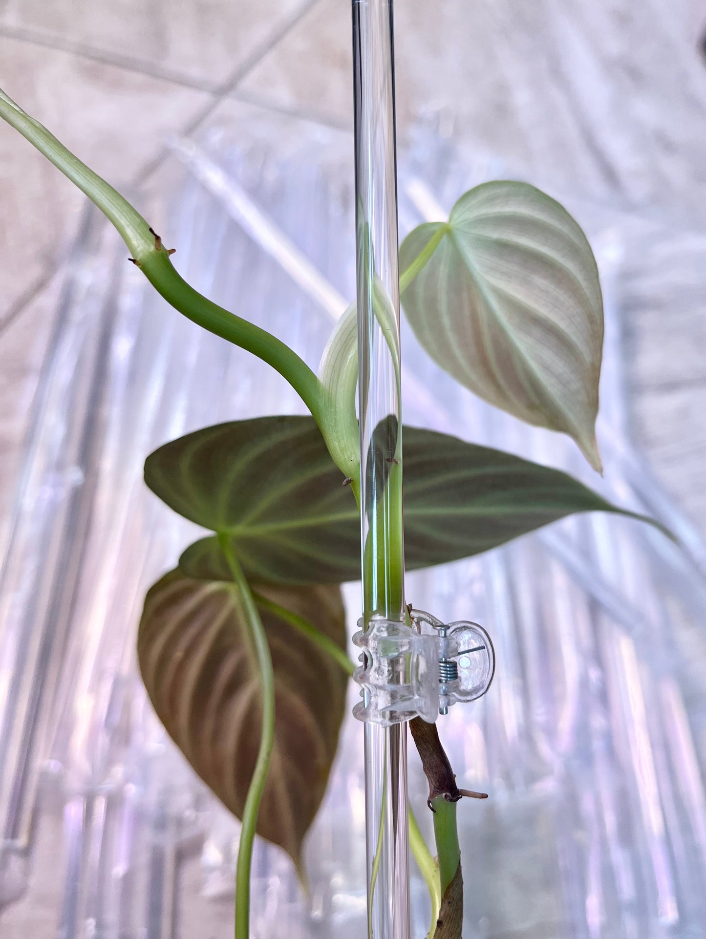 10pcs Clear Plant Support/Stake 15.6”