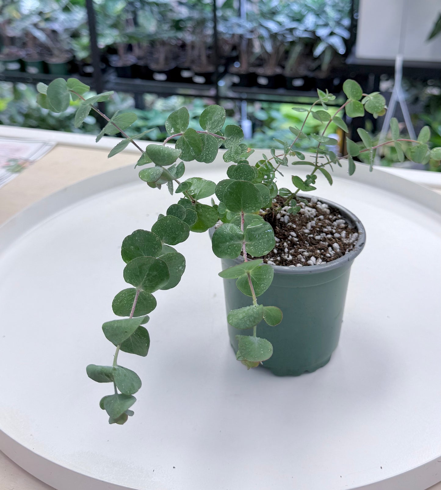 Eucalyptus