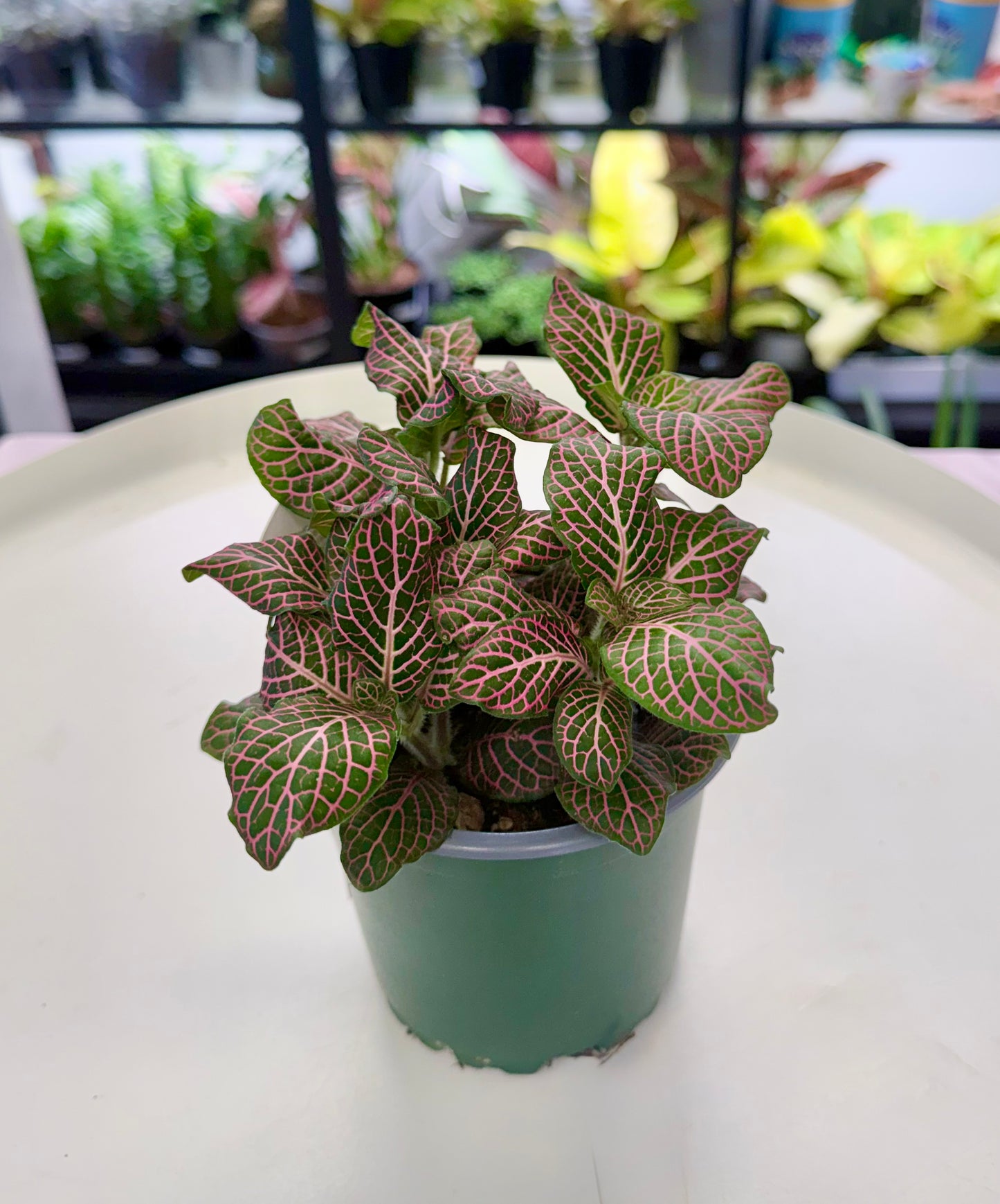 Fittonia albivenis Pink 4”