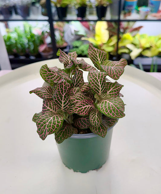 Fittonia albivenis Pink 4”