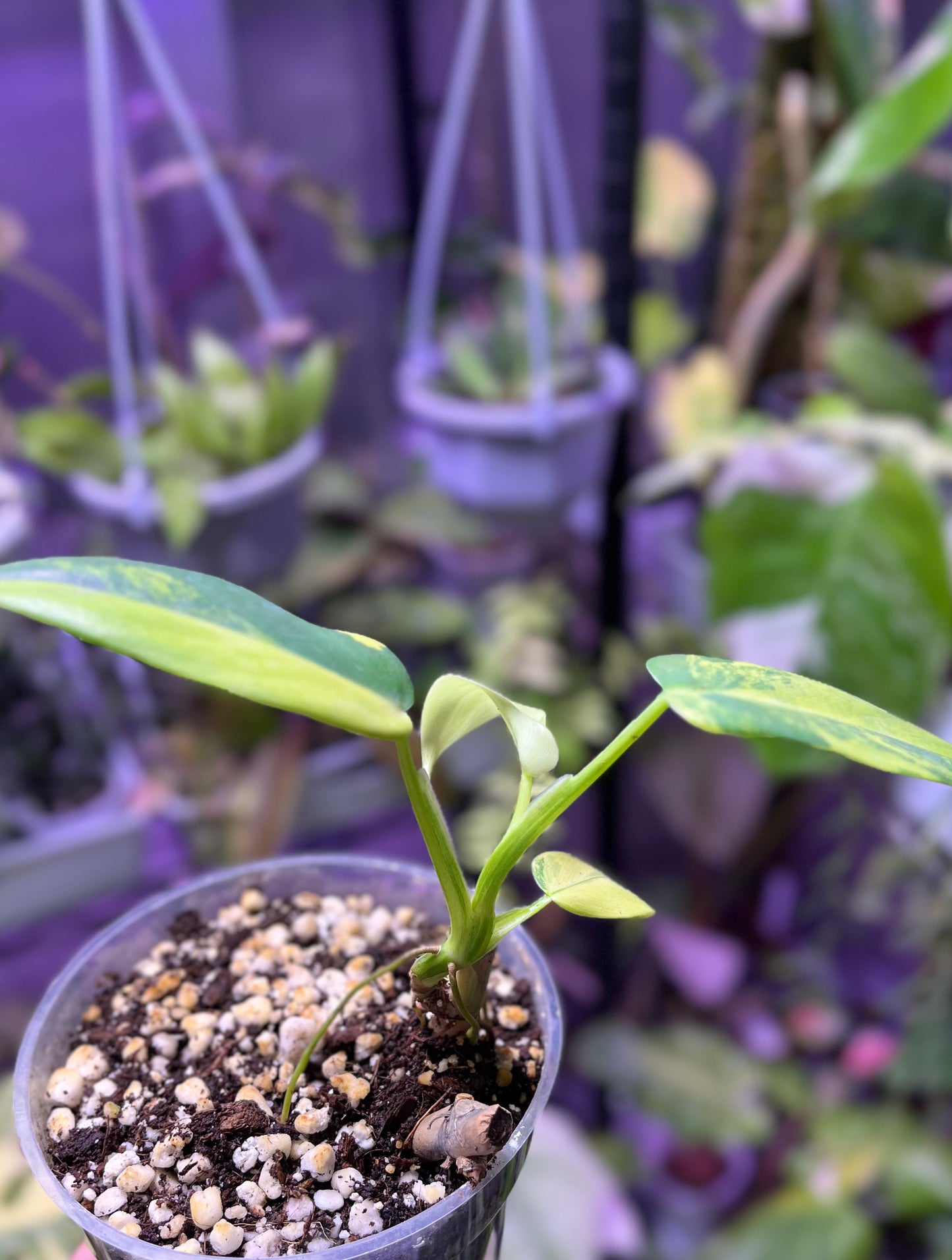 Philodendron bipennifolium variegated