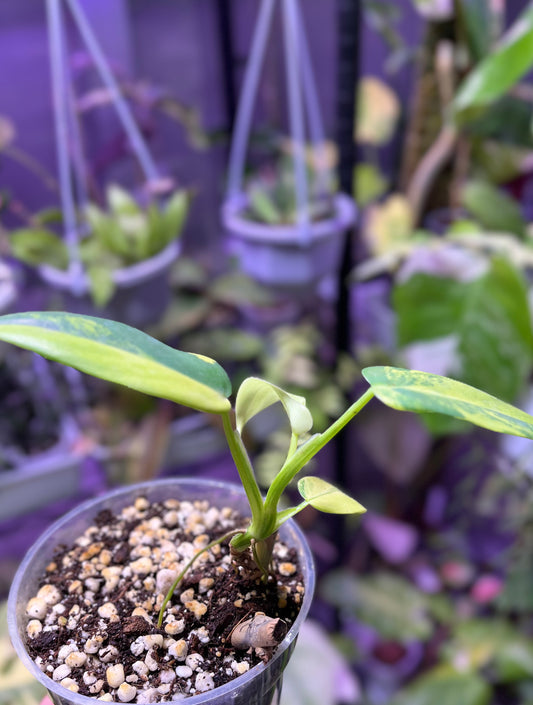 Philodendron bipennifolium variegated