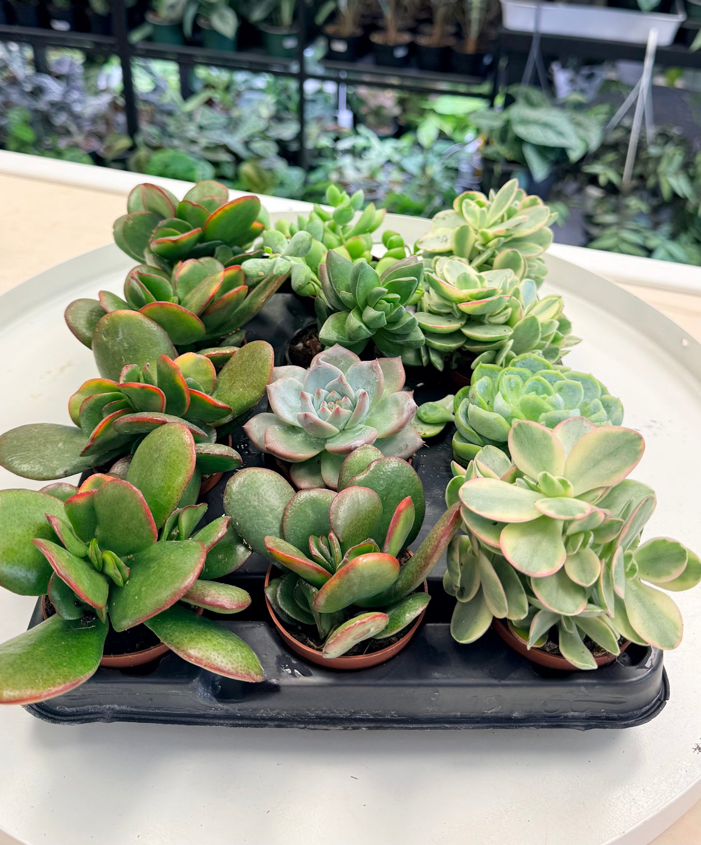 Succulents Assorted