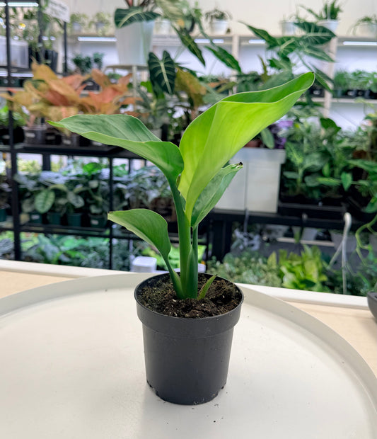 Birds of Paradise (White) 4”