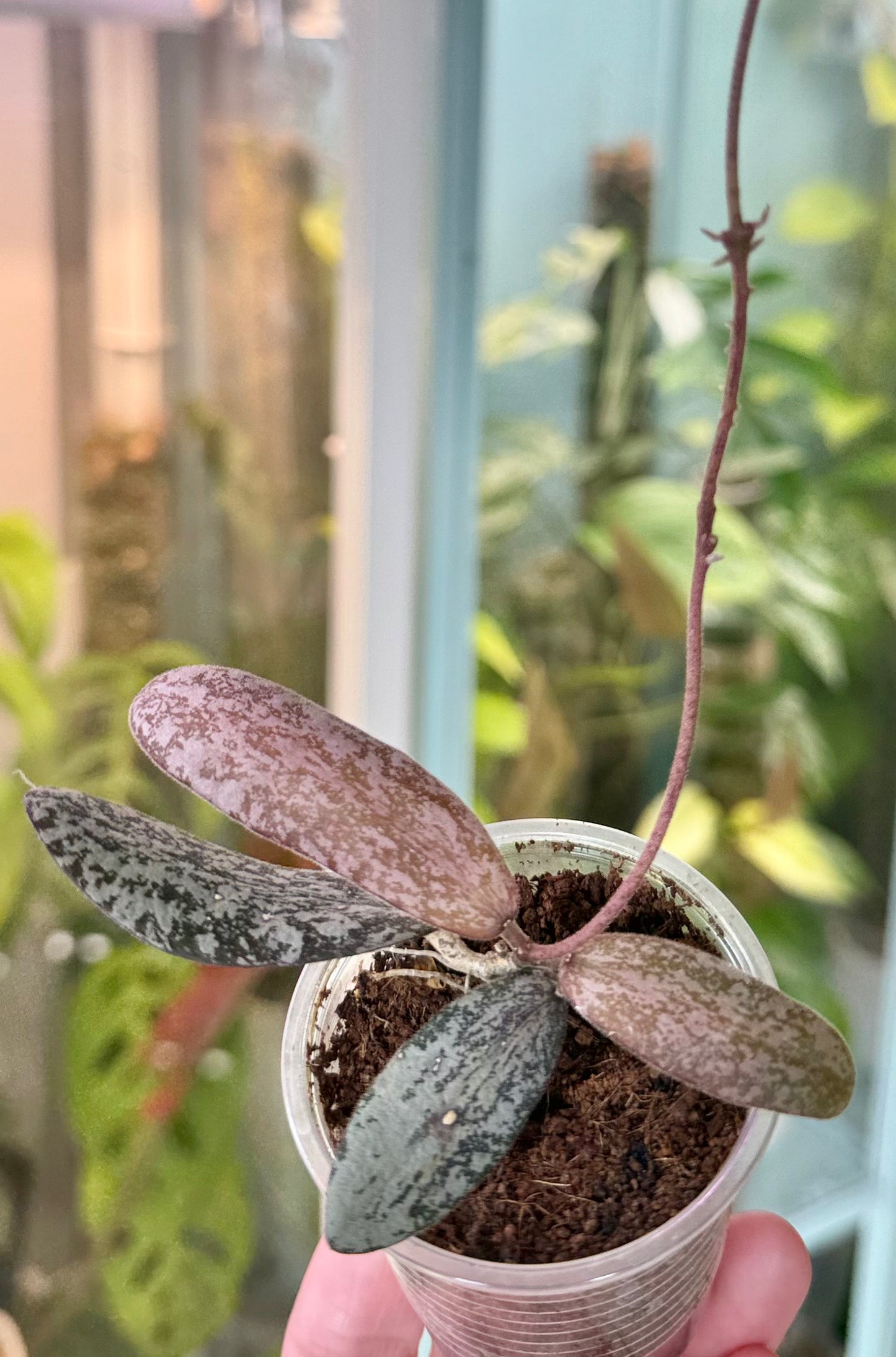 Hoya sigillatis Silver (Borneo)