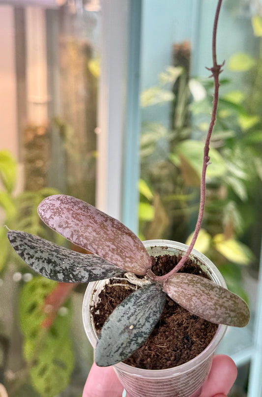 Hoya sigillatis Silver (Borneo)