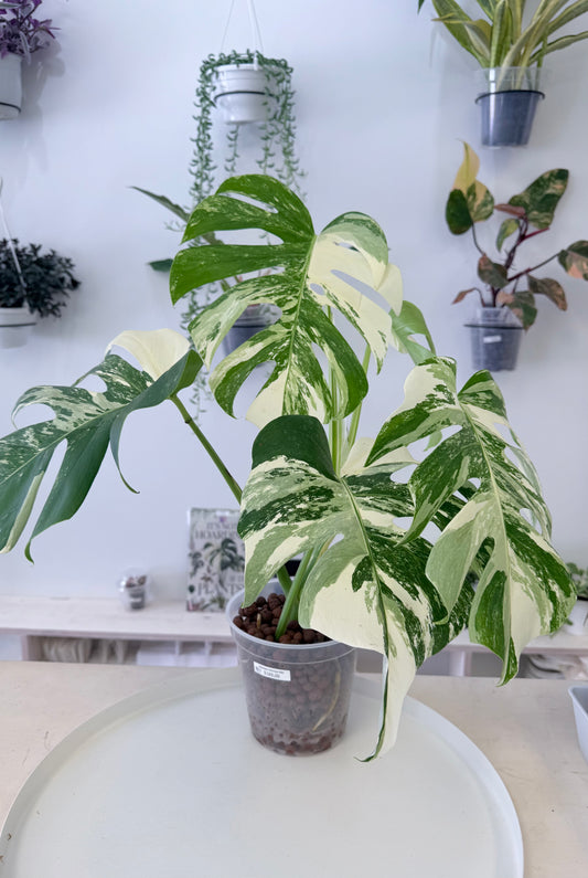 Monstera deliciosa Albo | Large | No Ship
