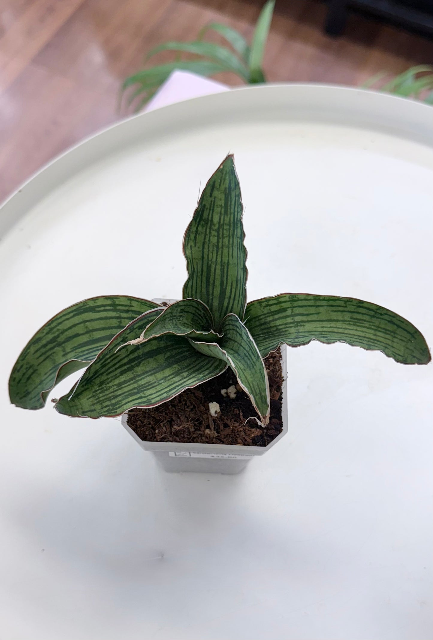 Sansevieria ‘Cleopatra’