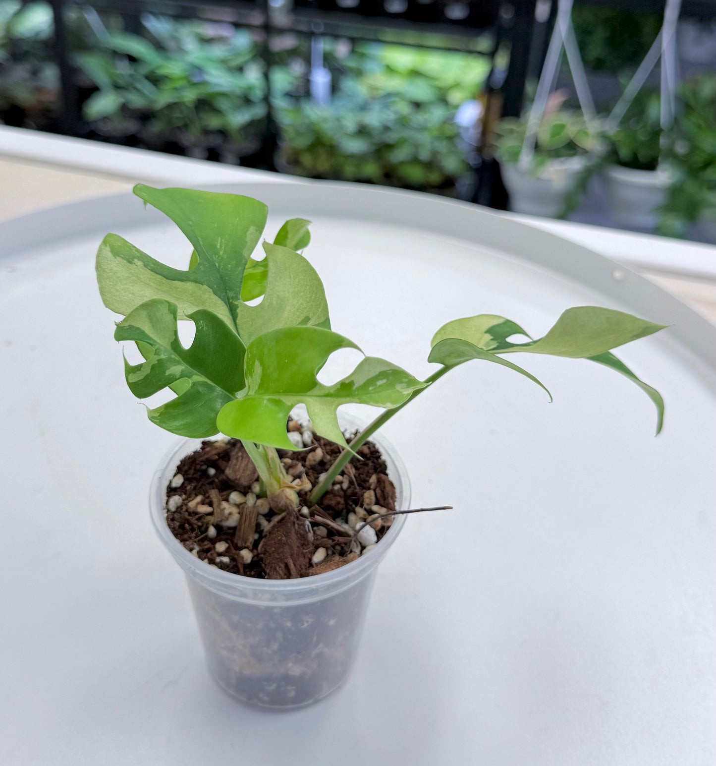 Rhaphidophora tetrasperma Albo Mint | 3”