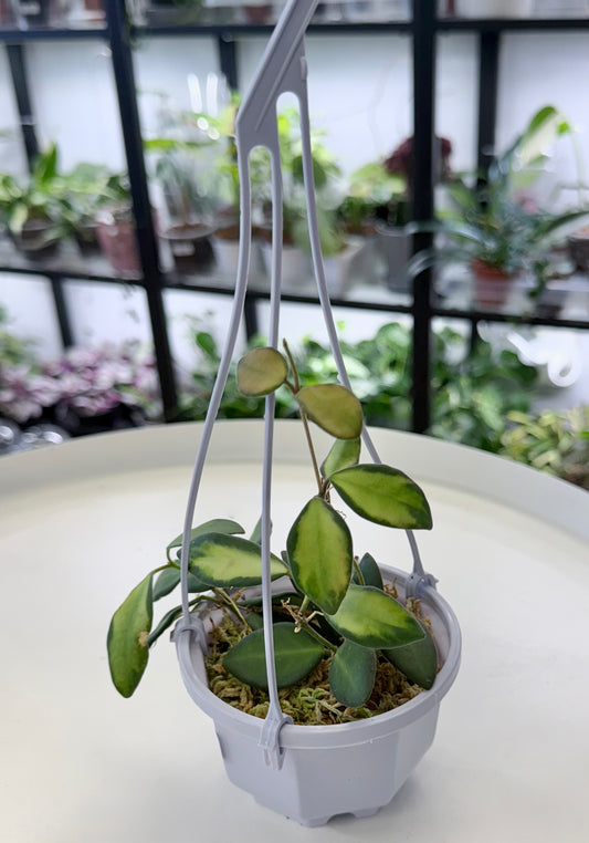 Hoya sp. aff. burtoniae Variegated | 3.8” Hanging Basket