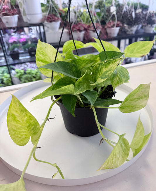 Neon Queen Pothos | Epipremnum aureum 'Neon' x 'Marble Queen' 6” HB No Ship