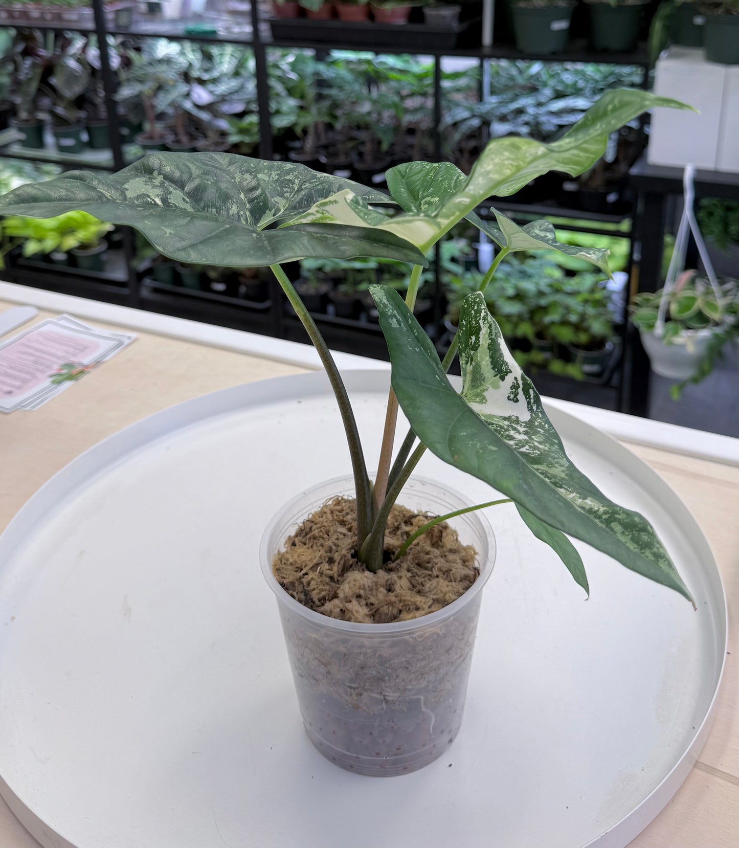 Alocasia Simpo Albo 4.5” - B