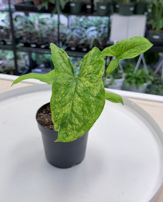 Syngonium ‘Mojito’ 4”