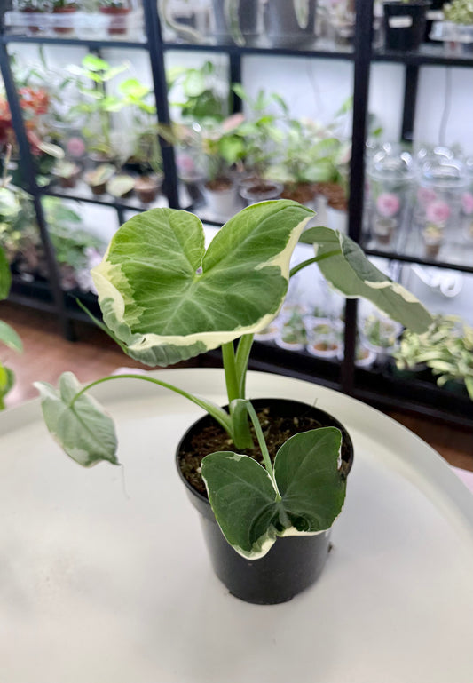Alocasia ‘Mickey Mouse’ | Xanthosoma Sagittifolium 4”