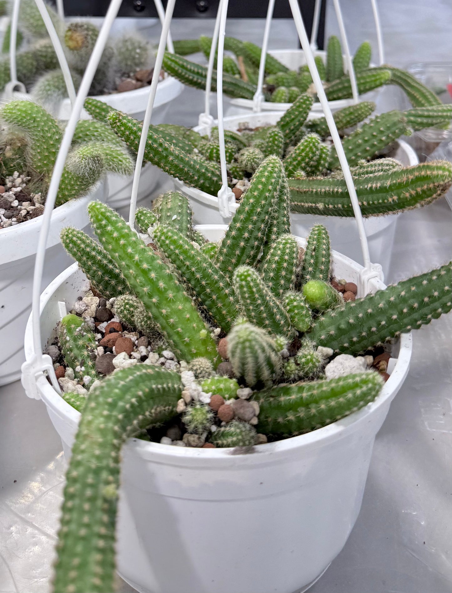 Peanut Cactus | Echinopsis chamaecereus | 6” HB No Ship