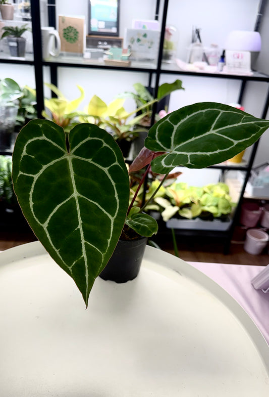 Anthurium crystallinum | Dark Form 4”