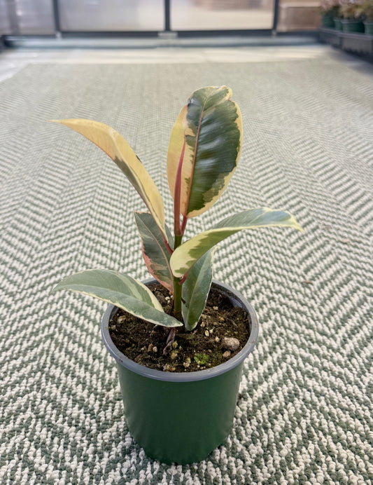 Ficus elastica ‘Tineke’ 4”