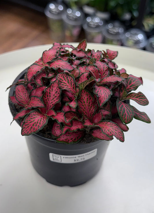 Fittonia ‘Red Flame’