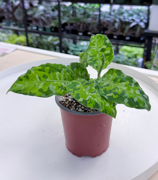 Aglaonema pictum Tricolor | Camo Plant 4”