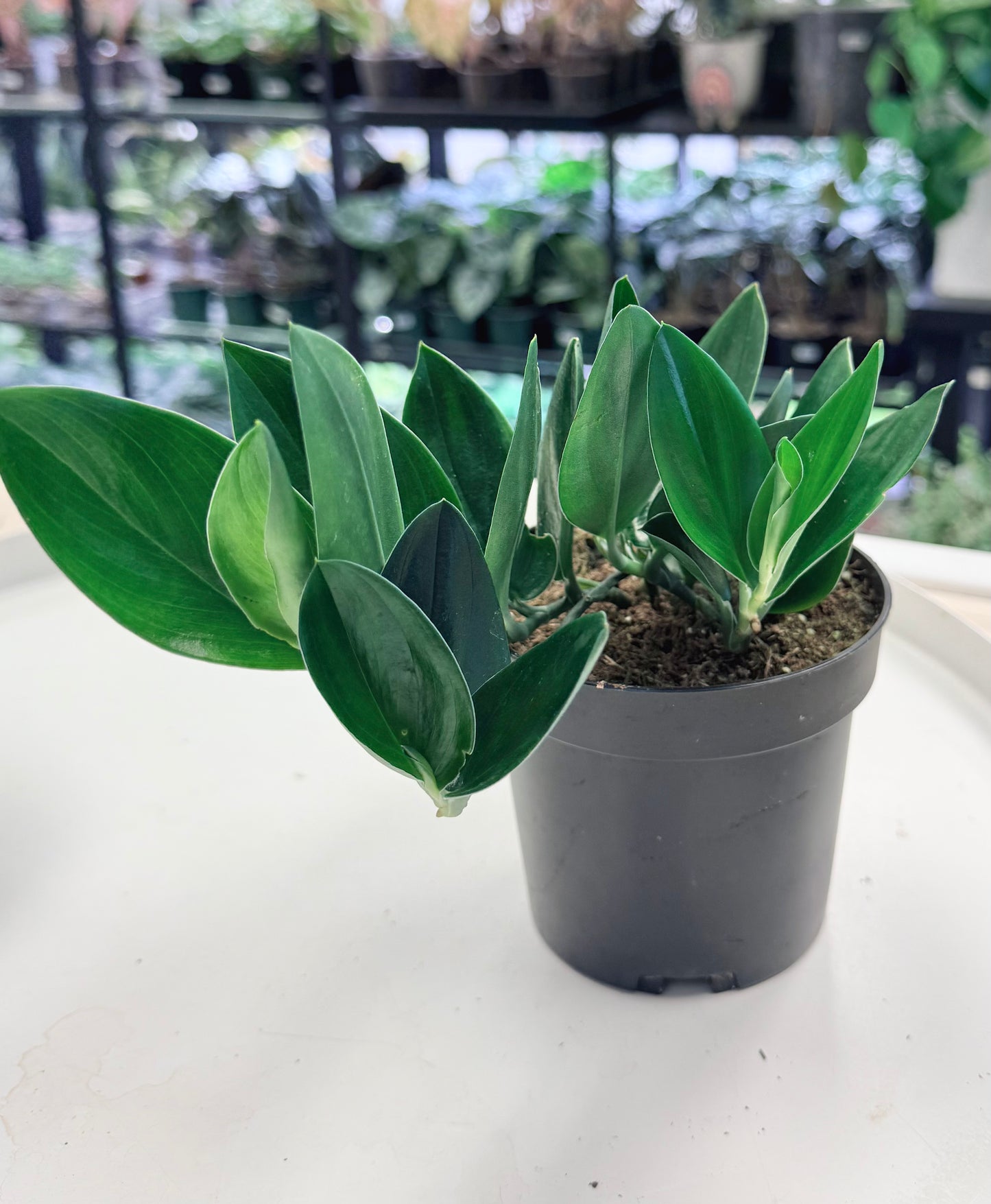 Scindapsus treubii 'Dark Form' 4”