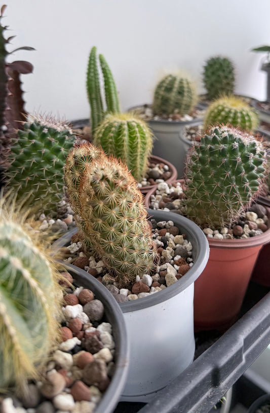 Cactus 4” Assorted