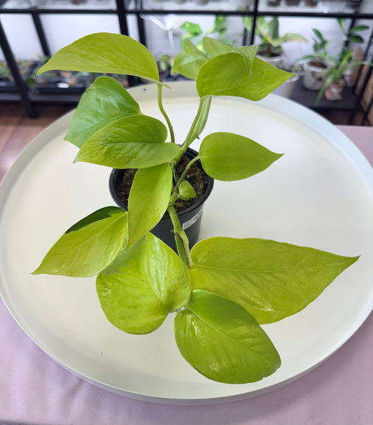 Epipremnum aureum ‘Neon’ 4”