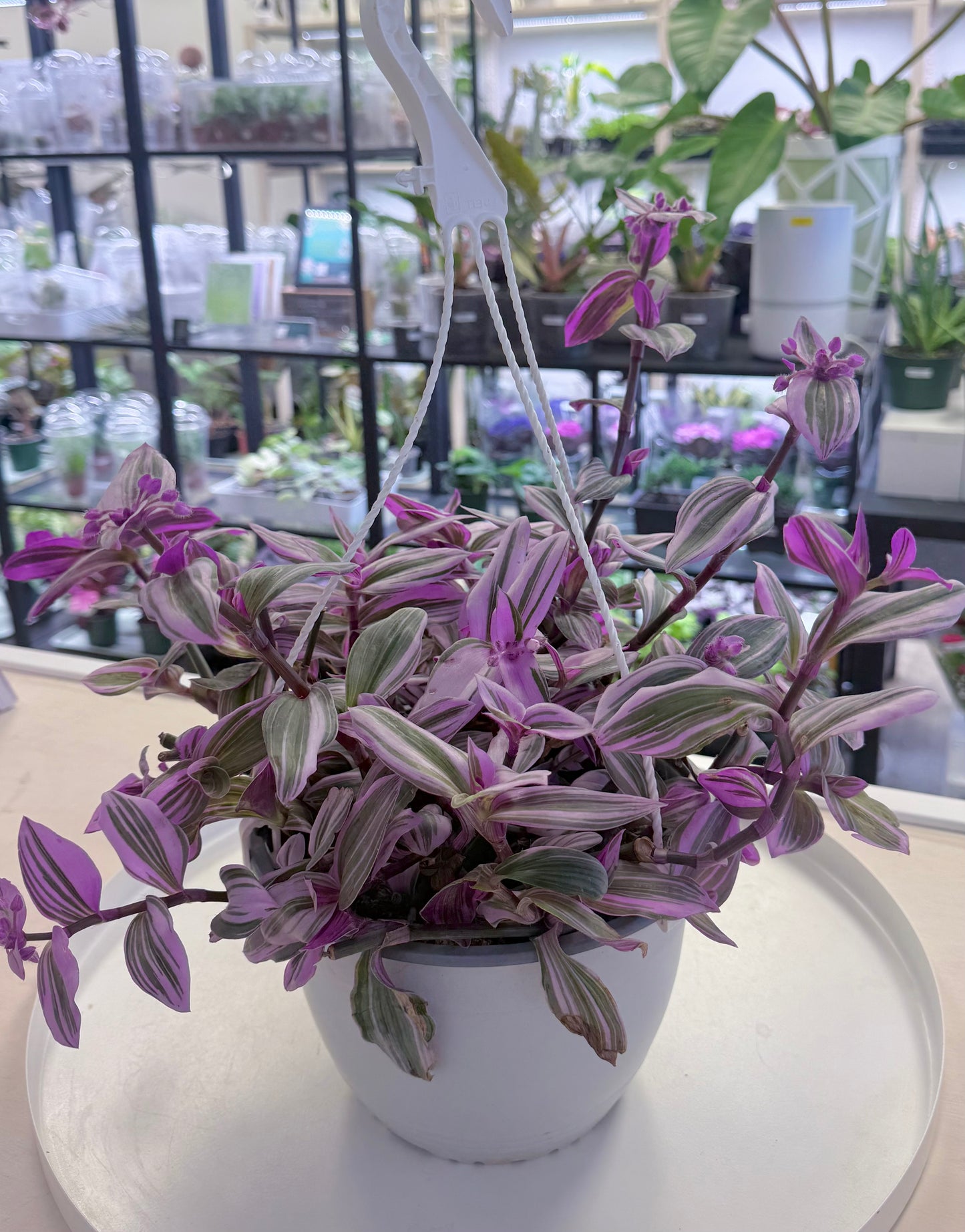 Tradescantia Nanouk 8” Hanging Basket | No Ship