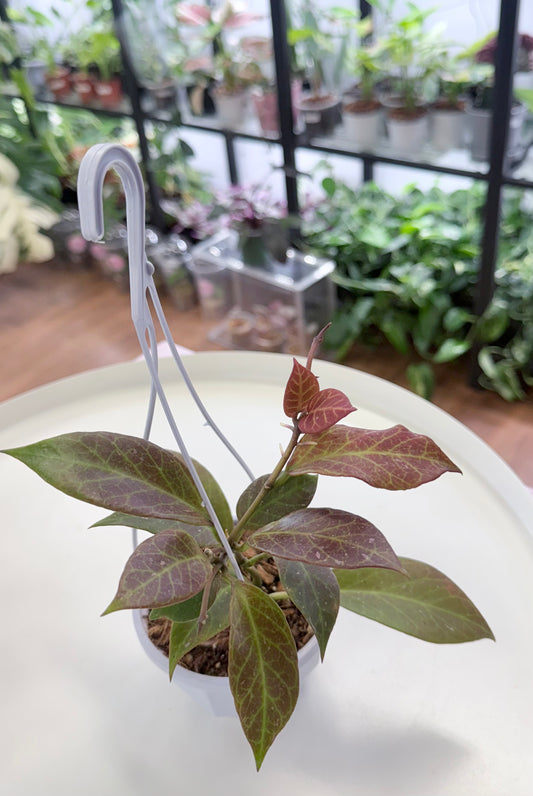 Hoya ‘Sunrise’ 3.8” Hanging  Basket
