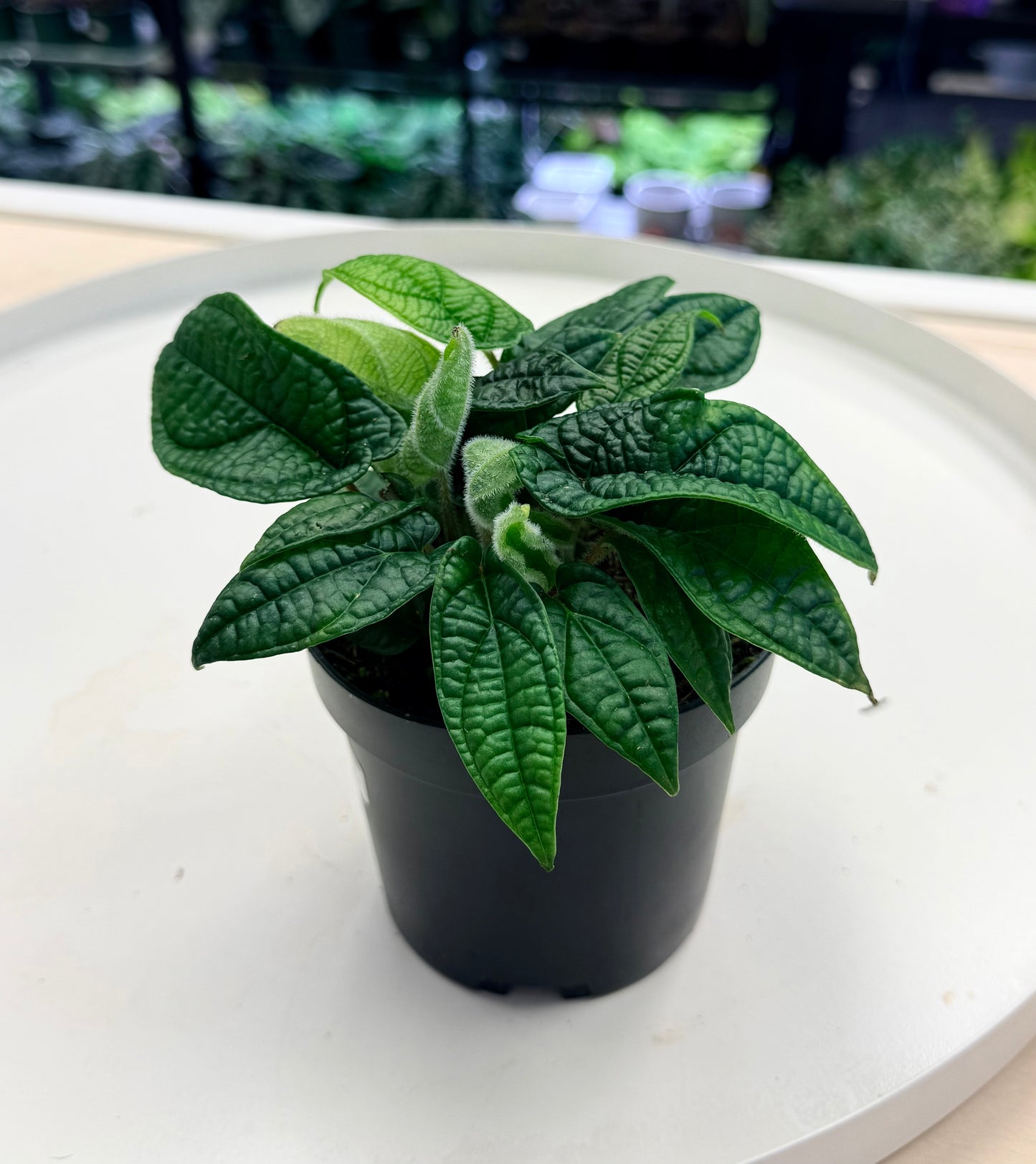 Piper parmatum