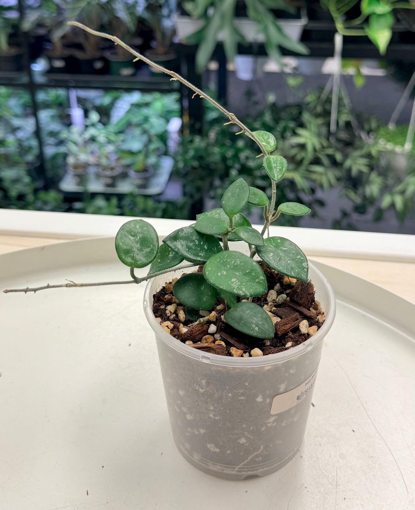 Hoya cv. Mathilde 3.5”
