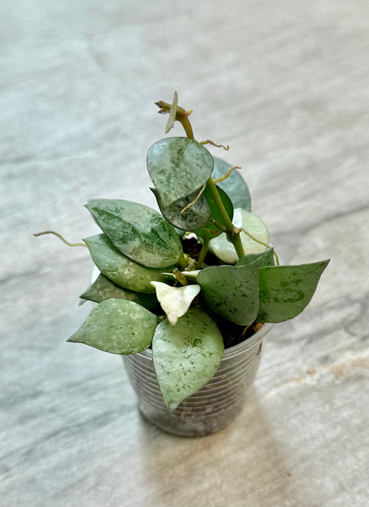 Hoya krohniana Silver